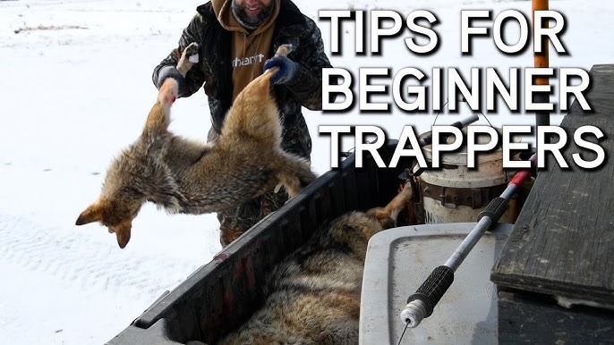 Baits VS. Lures For Coyote Trapping