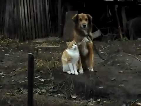 Best Friends / Кот и Собака