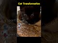 Cat Transformation.#cat #transformation #animals #pets