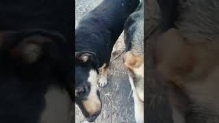 гармония у собак🐶🐕🦮🔥#shorts #собака #собаки #животные #домашниеживотные