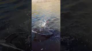 Осенняя рыбалка на реке Ишим. #рыбалка #fishing #рыбалканареке