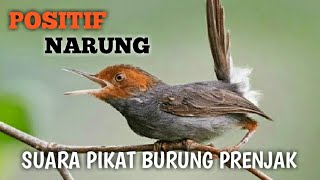 suara pikat prenjak ampuh dan terbukti