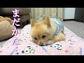 【お留守番】息子の帰りを待っているポメラニアンのポメくん