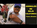 ANIMALES DE BAJA CALIFORNIA - La Otra Baja