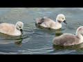 "Mute swan cygnets nibble algae and glide to the Serpentine edge on a sunny afternoon 🦢🐥🐥🐥🐥🐥🌿🌊☀️"