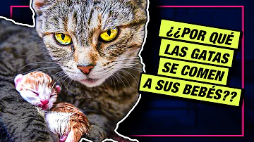 ¿Por qué las gatas se comen a sus propios gatitos?