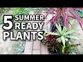 5 SUMMER READY PLANTS with CARE TIPS