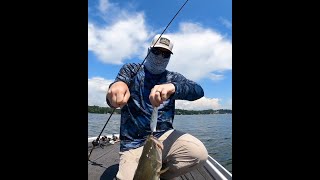 Download Lagu Fish Fights Back! 😱 Ouch!! #shorts MP3 Download Lagu Fish Fights Back! 😱 Ouch!! #shorts MP3