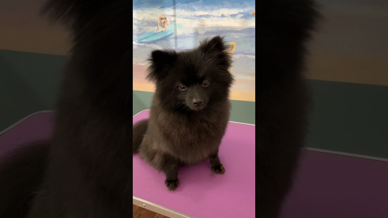 pomeranian teddy