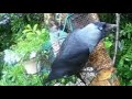 Jackdaw Bird On Spring Friday Visit To My Cottage Garden Scone Perth Perthshire Scotland