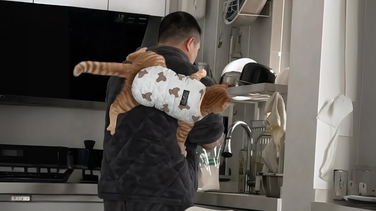 When Your Cat Thinks Your Husband Is Her Man 😹