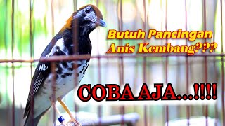 ANIS KEMBANG GACOR NGEPLONG, PANCINGAN ANIS KEMBANG MUDA HUTAN CEPAT GACOR