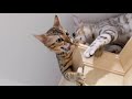 Watch This Before Getting A Bengal Cat | Disadvantages Of Owning A Bengal Cat | 4K