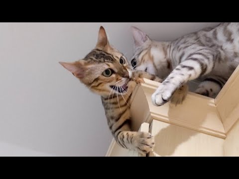 watch-this-before-getting-a-bengal-cat-|-disadvantages-of-owning-a-bengal-cat-|-4k