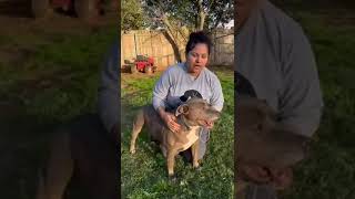 Meet Chico A Terrier American Staffordshire Currently Available For Adoption 10282021 93005 Pm