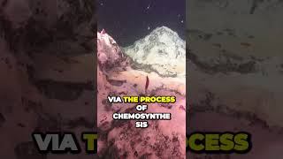 Uncovering Lifes Hidden Secrets The Astonishing World of Chemosynthesis