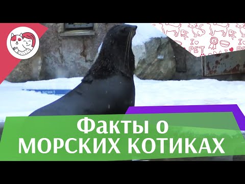 5 необычных фактов о северных морских котиках на ilikepet