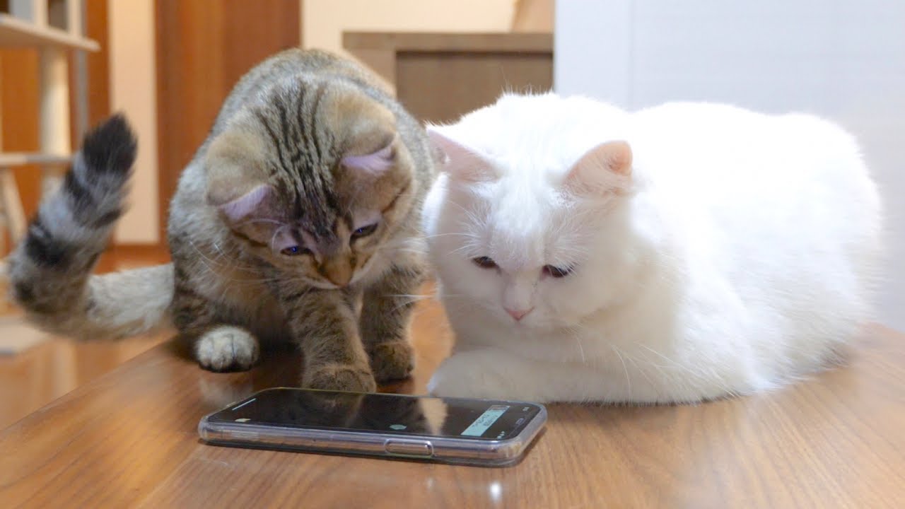 ENG) Cute cats trying to touch a toy on the mobile screen! - YouTube