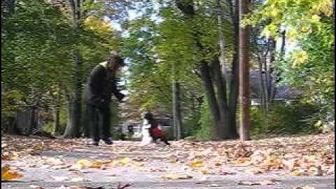 Sit, Stay, Touch considering The Three D