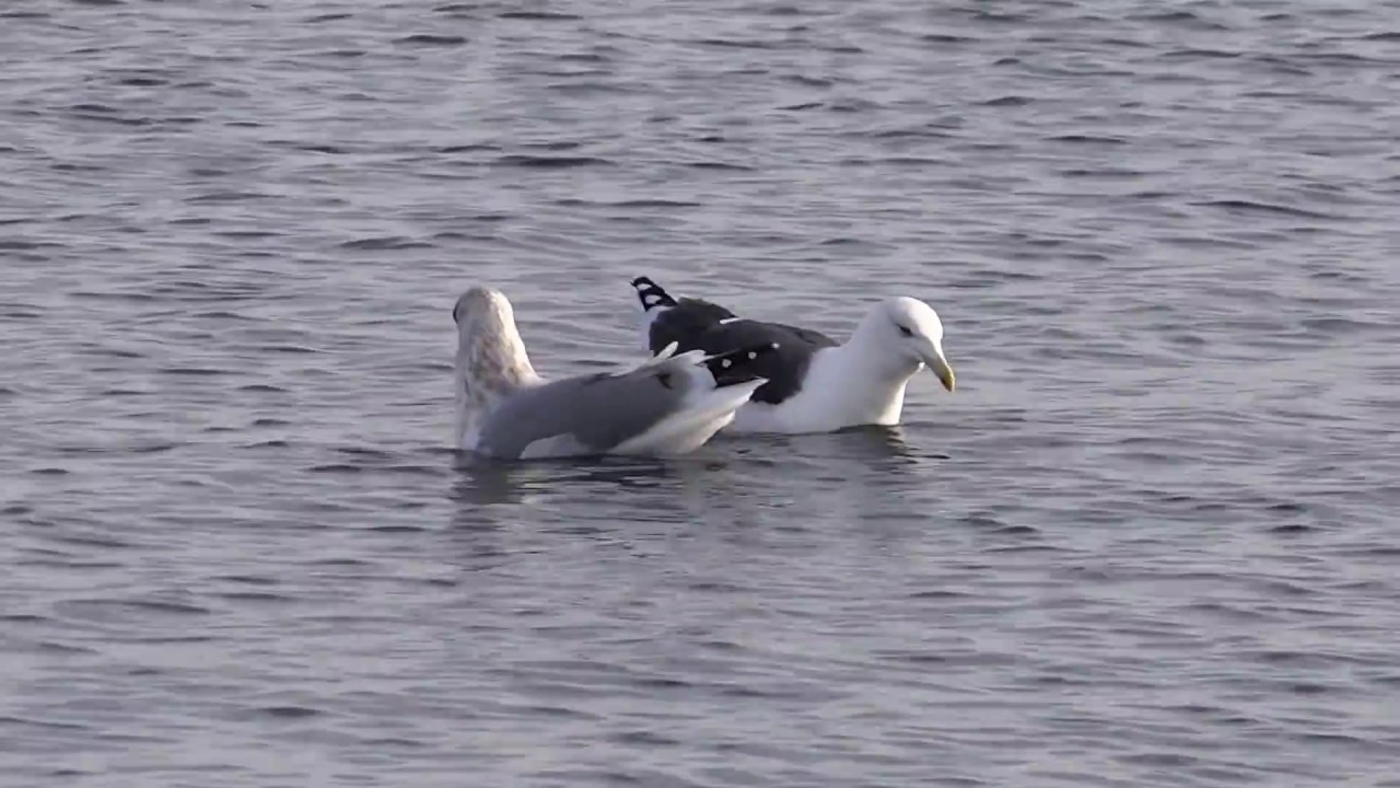 herring-gull-with-great-black-backed-gull-youtube