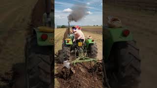 #pig #viralvideo #funnyvideo #funny #funnyshorts #pet #aniamls #cute #art #piglet #funnyanimals