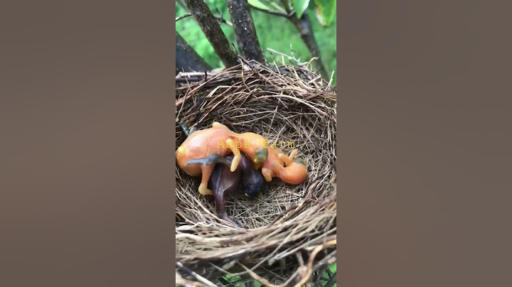 kejamnya anakan burung kedasih. di sarang kepodang.