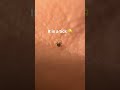 This animal is living on my skin 🤢 #skin #spider #tick #parasite #scary #macro #macrolens