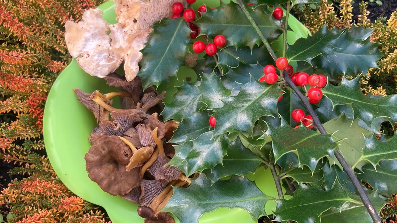 Reste t il des  champignons en plaine ?? 🤔🤔22/11/ 2024