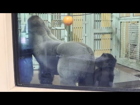 モゴモゴからはる Gorilla⭐️ Daddy, don't rub your big butt in my face