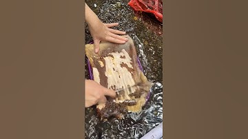 Salah satu makanan khas orang suku dayak kenya yang menurut orang tidak masuk akal