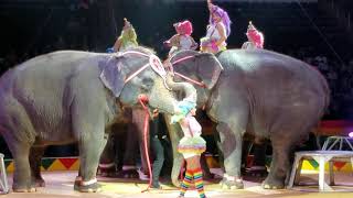 Ten Elephants at 2019 Hadi Shrine Circus with Tim Frisco, Habib Omar and Armando Loyal