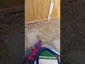 Gus is grabby and picky squirrel #short #squirrel #cutesquirrels