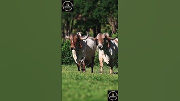 Sapi Brahman #cow #sapimakan #animals #sapilucu