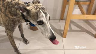 Eating sticky peanut butter, again - Roscoe the whippet by Oztralien 349 views 2 years ago 5 minutes, 28 seconds