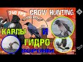 Отстрел из пневматики Сорок, Карлов и Гидро-Ворон. Crow Hunting 2022. Кроухантинг. Jack Hunter.