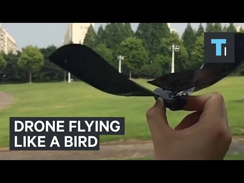 flying bird drone