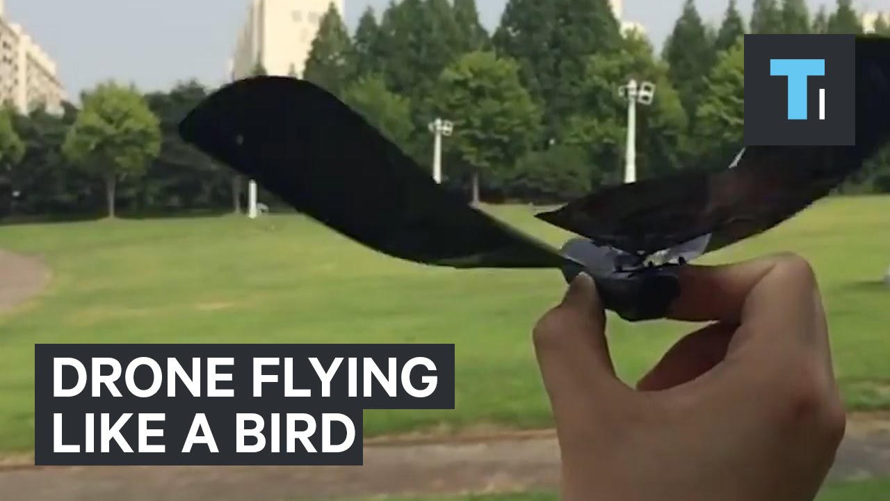government bird drones