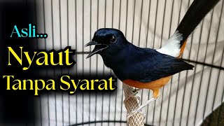 Download lagu SUARA PANCINGAN MURAI BATU GACOR AMPUH JADIKAN MURAI BATU AGAR NYAUT BUNYI