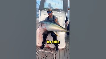 Giải thích về cơ sẫm màu ở cá ngừ vây xanh!