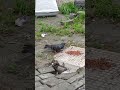 Birds should always be free.🐦🕊️ 🦅#bird