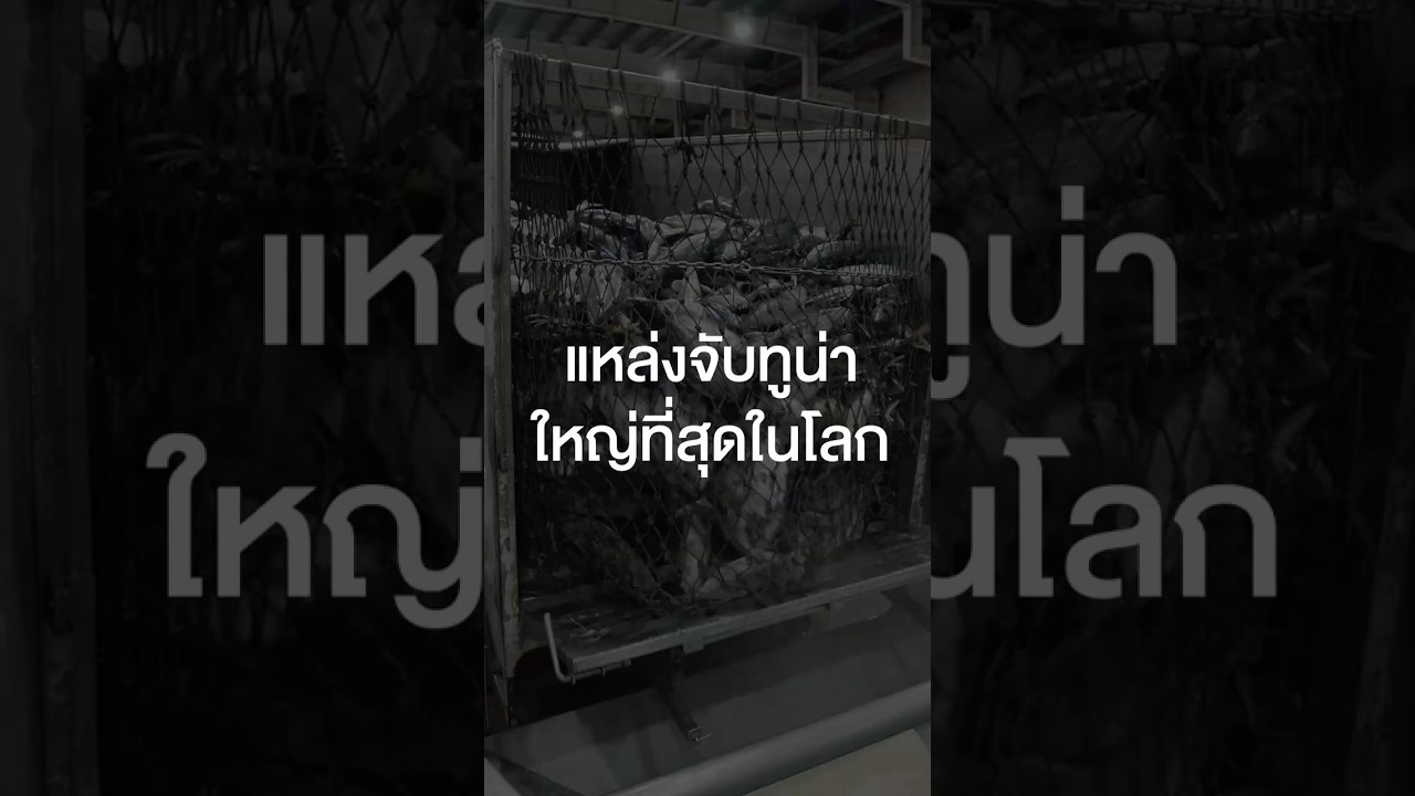 แหล่งจับปลาทูน่าใหญ่ที่สุดในโลก #เสือร้องไห้ #TigerShorts #Shorts #ทัศนศึกษา #อาหารแมว