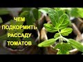 ЧЕМ И КАК ПОДКОРМИТЬ РАССАДУ ПОМИДОР ДЛЯ РОСТА И КОРНЕЙ, ЧТОБЫ БЫЛИ ТОЛСТЕНЬКИЕ