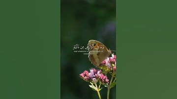 سورة النحل ألم يروا إلى ماخلق الله من شيئ بصوت القارئ ياسر الدوسري #قرآن #ياسرالدوسري #قرآن_كريم