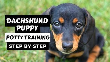 Potty Train Your Dachshund Puppy - Step by Step - It