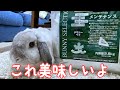 新しく開けたフードが美味しくてカメラ目線してくれたうさぎ【ホーランドロップのラブくん】
