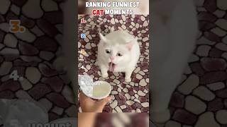 RANKING FUNNIEST CAT MOMENTS 🤣🤣 #ranking #cat #funny