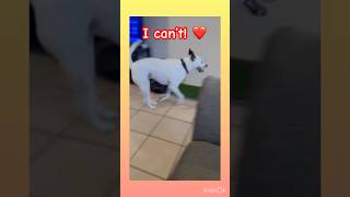 My Heart Cant Handle This