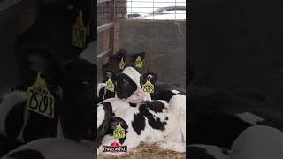 ParlorPal for Better Respiratory Health in Dairy Calves #shorts #dairyfarm #dairycalves #ammonia ParlorPal for Better Respiratory Health in Dairy Calves #shorts #dairyfarm #dairycalves #ammonia