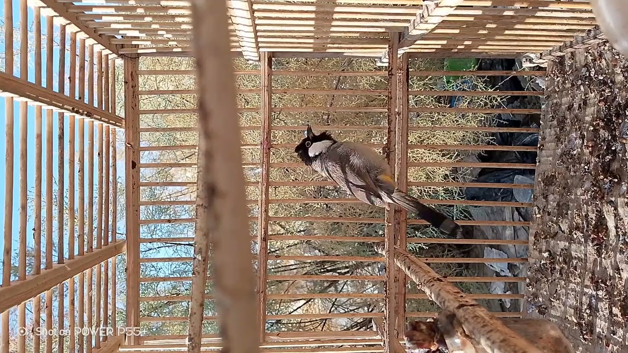 متاح خام حنجره ثكيله سعر 35 توصيل موجود واتساب 07733261606