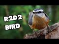 The Most Adorable Red-breasted Nuthatch Sounds Ever | Lentil&#39;s Chatty Cuteness